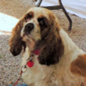 Meet your Posher, Mickey